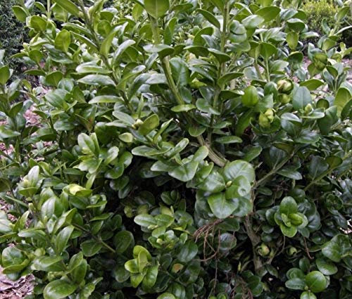 Buxus sempervirens Rotundifolia - Buchsbaum Rotundifolia - Großblättriger Buchsbaum - Größe 100-120 cm