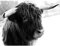 Wee Blue Coo Photo Animal Livestock Highland Cow Bull Large Art Print Poster Wall Decor 18x24 inch