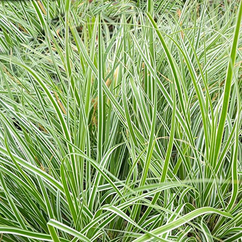 GardenersDream Carex Oshimensis 'Everest' - Japanese Hardy Ornamental Grass Sedge - Outdoor Garden Ready Evergreen Grass Plants for Borders & Containers (9cm Pot, 15-30cm)