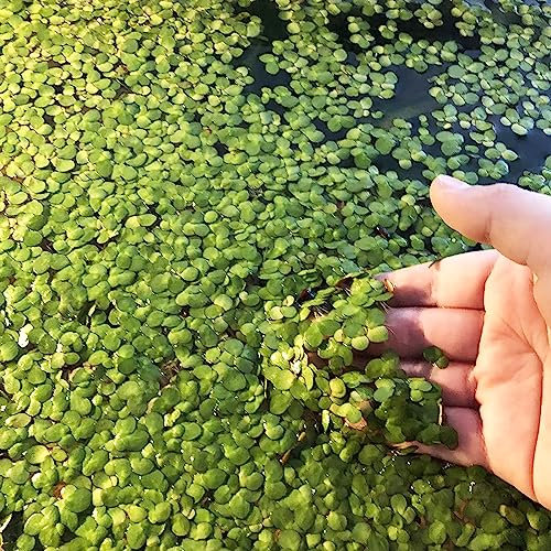 Luojuny Semi di lenticchia d'acqua, 100 Pz/borsa Semi di lenticchia d'acqua Piante galleggianti ad alta germinazione Acquario di pesci rari Piantine di erba per acquario Semi