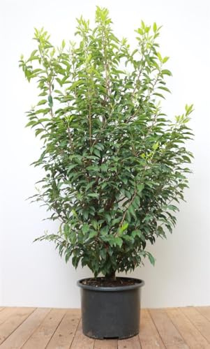 Portugiesischer Kirschlorbeer 125-150 cm Ballen Prunus lusitanica immergrün | schmales dunkelgrünes Laub, weiße Blüte Mai-Juni, aufrecht-buschig, sonnig bis halbschattig, Sichtschutz