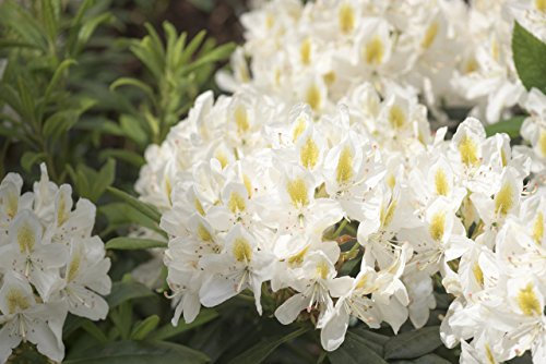 Rhododendron Madame Masson, in a 9cm Pot, Stunning Flowers 3fatpigs®