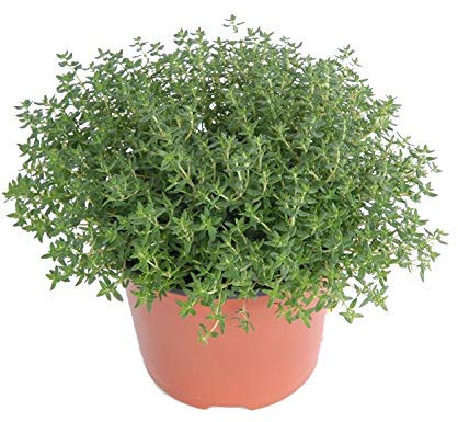Tomillo Planta Aromática Natural de Exterior e Interior Thymus Vulgaris Planta para Cocinar
