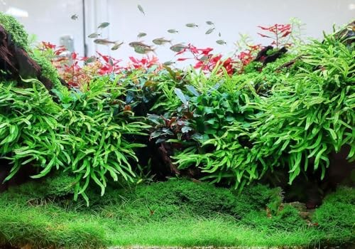 Aquarium Pflanzen Komplettset | 6X Mini Nadelsimse Eleocharis parvula + 27 cm Pinzette | Für dichten grünen Rasen im Aquascape | InVitro, algenfrei & ideal für Garnelen- & Nanoaquarien bis 200 L