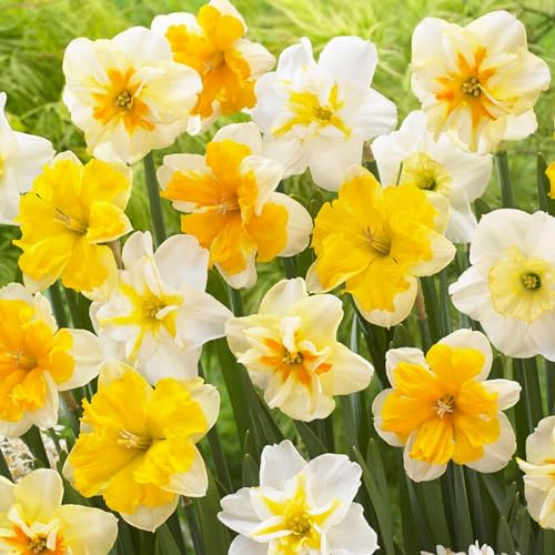 Delad Corona doftande Narcisslökskollektion (25 påskliljelökar)