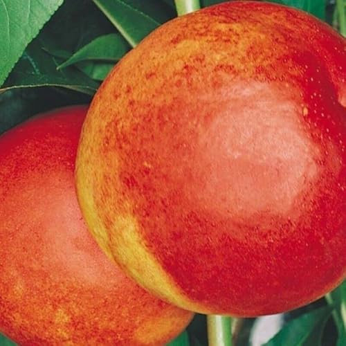 ALBERO DI PESCO PESCA PESCHE NOCE INDIPENDENCE IN VASO 17