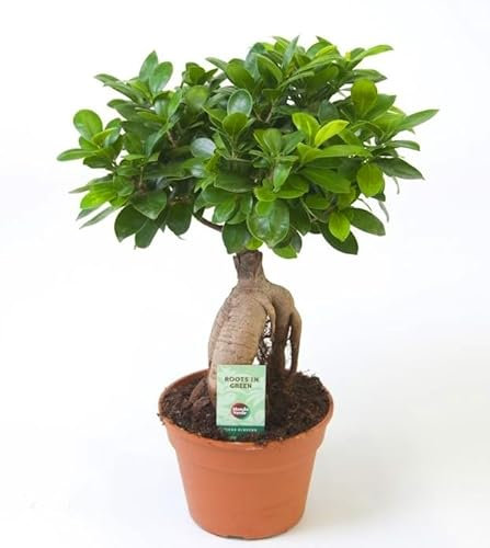 Ficus microcarpa Ginseng-Chinesische-Feige-Bonsai Baum Topfdurchmesser 12 cm Höhe ca.30 cm Zimmerpflanze