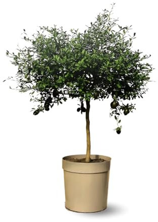 Attitude Jardin - Limone caviale rosso - microcitrus australasica - agrume mediterraneo - albero da frutto - 75-85 cm - ⌀ 22 cm