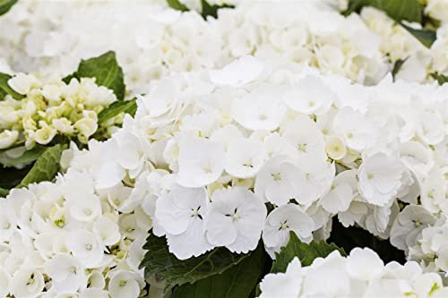 Gartenhortensie Hydrangea macrophylla First White 40-50 cm winterhart