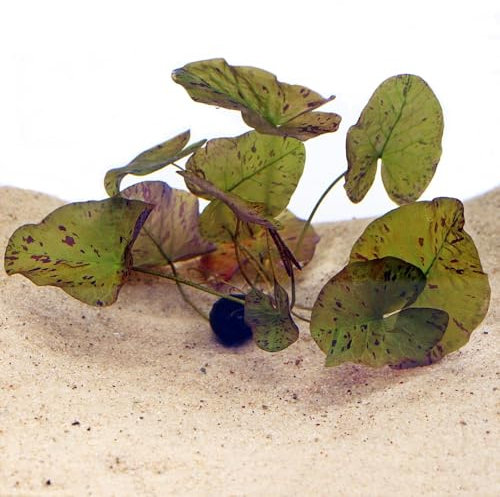 K2AQUA Green Tiger Lotus Bulb Nymphaea Live Aquarium Plant Tropical Lily Fry Betta Water