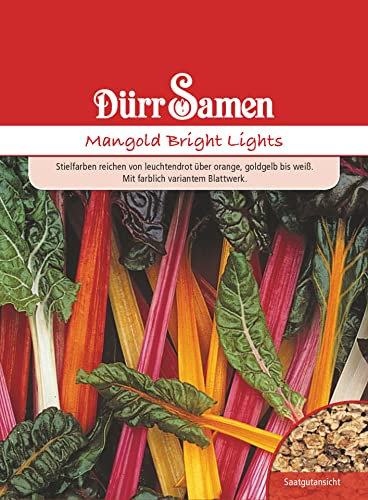 Mangold Samen Bright Lights Bunter Mangoldsamen ca 100 Korn Saatgut Gemüse Balkon Garten Hochbeet Kübel Dürr Samen
