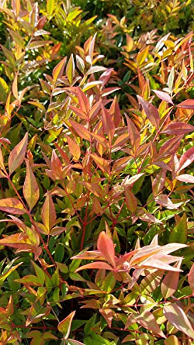 Nandina domestica 'Gulf Stream' / Bambou sacré compact/Conteneur de 3 à 4 litres
