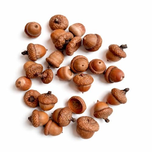 DekoHaus Eicheln Roteiche 20 Stück mit Hütchen – Quercus rubra Naturmaterial Basteln DIY Herbstdeko Weihnachtsdeko Naturdeko