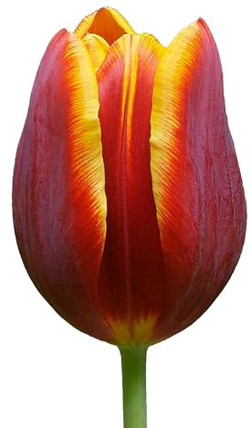The Bulb Farmers - 80 x Tulpe 'Devenish' - Rot mit Gelb - Blumenzwiebeln direkt vom Züchter - Frühjahrsblüher - Zwiebelgröße Z 12- (die optimale Größe für den Garten)