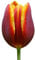 The Bulb Farmers - 80 x Tulpe 'Devenish' - Rot mit Gelb - Blumenzwiebeln direkt vom Züchter - Frühjahrsblüher - Zwiebelgröße Z 12- (die optimale Größe für den Garten)