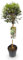 Ligustrum delavayanum - Stamm Pflanze - Terrassenpflanze - Immergrün - Wenig Pflege - 80-90cm - Ø19cm - Gartenpflanze