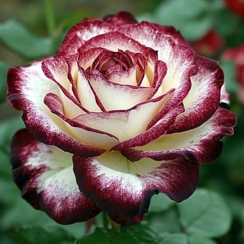 Bellissimo Rizoma Di Rosa, Perenne, Adatto A Primavera E Autunno, Ideale Per La Vista In Giardino, Non Necessita Di Irrigazione-1 Rizoma-A