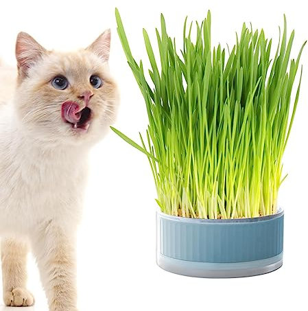 Anulely Katzengras-Pflanzgefäß für Indoor-Katzen – Pflanzkasten ohne Erde | Abnehmbare erdfreie Sprouter-Tablett, Grasbox für Katzen, Hunde und andere Haustiere, Heimdekoration