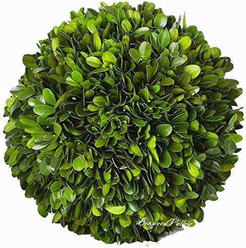 BOXWOOD VALLEY Bolas de relleno decorativas de boj preservadas para centro de mesa, bolas de relleno de jarrón de tono natural para decoración del hogar, rellenos de cestas de masa (8 pies de
