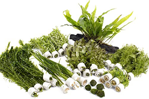 Lincspplant Live Aquarium Plants - Beginner Easy Plants - Aquarium Packs (Medium (120l - 180l))