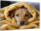 Munera Design - Bild 30x40 - schlafender Hund Welpe Labrador - Wand-Bilder Wohnzimmer