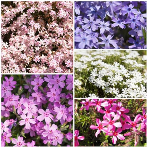 1000 pz semi di flox per tappeti resistenti, Semi di fiori perenni, piante in vaso (Phlox subulata) Piantare fiori da giardino, piante da balcone balcone dei semi, regalo di Pasqua