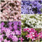 1000 pz semi di flox per tappeti resistenti, Semi di fiori perenni, piante in vaso (Phlox subulata) Piantare fiori da giardino, piante da balcone balcone dei semi, regalo di Pasqua