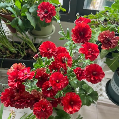 Ranunkeln - frühlingsblumen herbstblumen winterhart blumenzwiebeln winterhart exotische 6Zwiebeln