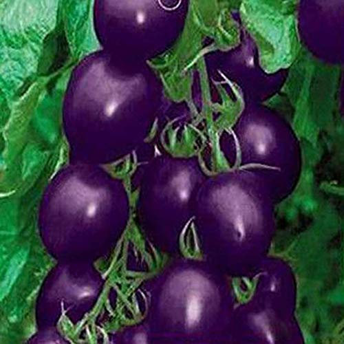 TOYHEART 20 Stück Premium-Fruchtsamen, Gemüsesamen Natürliche Nahrhafte Lila Süße Lila Lila Tomatensamen Für Die Farm Lila