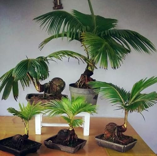 1x Grow Your Own Coconut Palm Bonsai Ready to Plant Rare Full Rooted UK