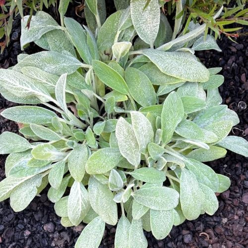 wollziest kaufen - winterharte garten balkon grünpflanzen zimmerpflanzen bienenweide mehrjährig 35samen