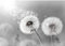 Runa Art Fototapete Pusteblumen Modern Vlies Wohnzimmer Schlafzimmer - Made in Germany - 308 x 220 cm Schwarz Weiss 9459010c