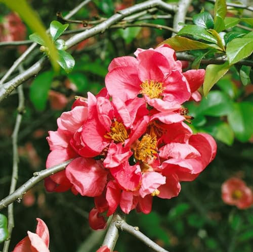 Chaenomeles 'Pink Lady' 40–60 cm – Winterhart, Mehrjährig, Pflegeleicht – Zierquitte – Heckenpflanze für Garten & Sichtschutz