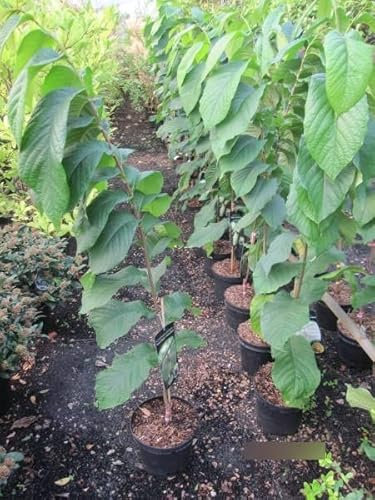 Asimina triloba Halvin - Indianerbanane Paupau (PawPaw) 80-100cm