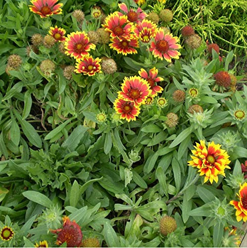 6 x Gaillarde 'Bremen' - Gaillardia 'Bremen' - Godet 9x9cm - Fleurs jaunes, robuste, ensoleillé