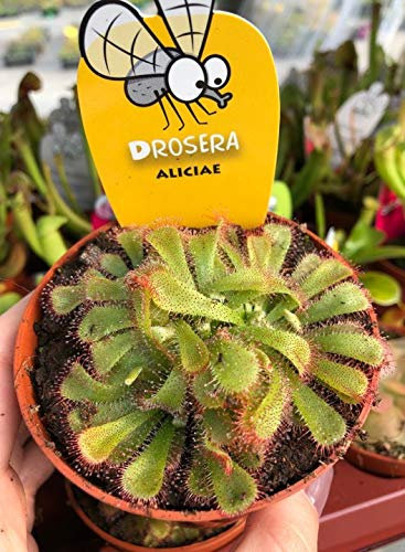 Pianta Carnivora Drosera Aliciae Vaso 8.5cm