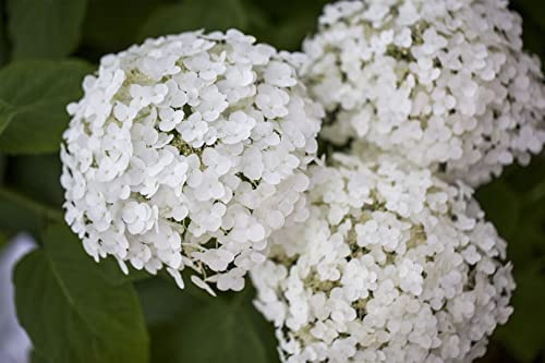 Schneeballhortensie Hydrangea arborescens Strong Annabelle 100-125 cm