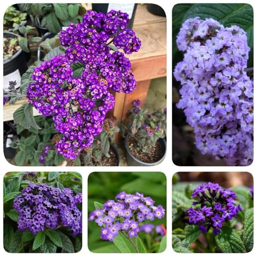 150 pcs Heliotrop Samen, Vanilleblume Samen, blumenwiese, topfpflanzen echt Heliotropium arborescens, balkonpflanzen alte sorten saatgut blumensaat, balkonpflanzen winterhart mehrjährig