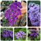 150 pcs Heliotrop Samen, Vanilleblume Samen, blumenwiese, topfpflanzen echt Heliotropium arborescens, balkonpflanzen alte sorten saatgut blumensaat, balkonpflanzen winterhart mehrjährig