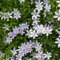 clematis winterhart mehrjährig pflanze - zwiebeln zwiebeln bodendecker pflanzen winterhart winterharte stauden mehrjährig deko wohnzimmer modern gartenpflanzen kletterpflanzen 10pcs