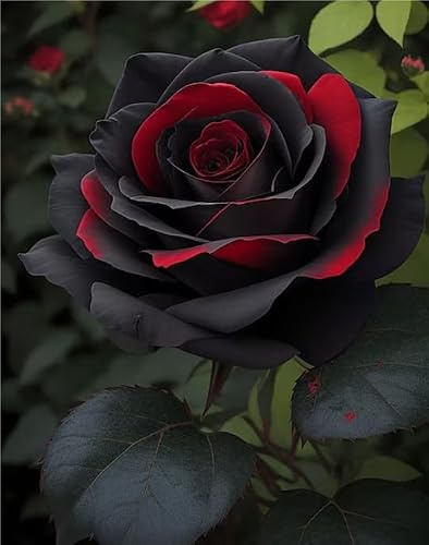 Eleganz Rosenpflanzen, Rosenrhizom In GroßPackungen, Rosa, Fachgerecht Gepflanzt, GartenverschöNerung-1 Rhizom-E