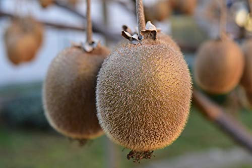Kiwi Hayward (Femelle) C 1, 5 Litres