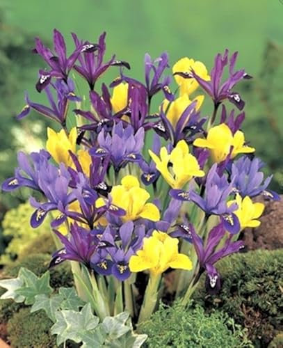 25x IRIS Reticulata Mixed Bulbs -Spring Flowering Garden Bulbs Indoor Outdoor Plants-Garden Spring Flowering Plants Bulb,s - Ready for Planting Now