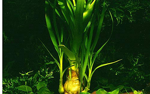 Tropica Aquarium Pflanze Aquariumpflanze Crinum thaianum Nr.093 Wasserpflanzen Aquarium Aquariumpflanzen