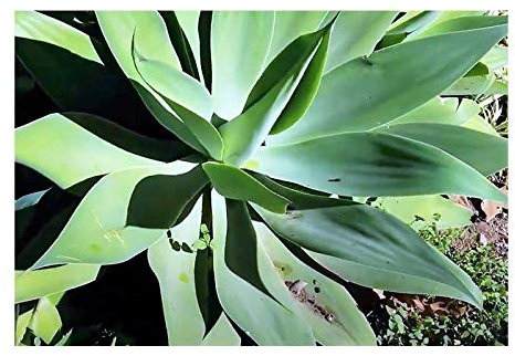 Stk - 10x Agave ellemeetiana Smaragd hellgrün Garten Pflanzen - Samen B1879 - Seeds & Plants Shop by Ipsa