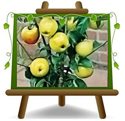 Melo Nano - Pianta da frutto su vaso da 20 - max 80 cm - 2 anni
