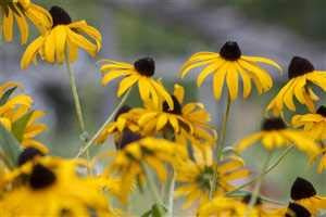 Sonnenhut Rudbeckia fulgida Goldsturm Staude winterhart mehrjährig | Bienenweide, sonniger Standort, lange Blütezeit, schnittverträglich, ideal für Staudenbeet und Rabatte