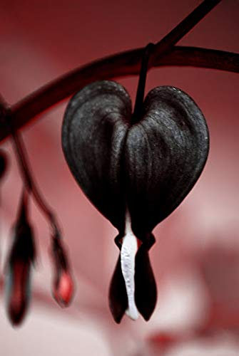 Genipap 25 semi di fiori neri dal cuore sanguinante