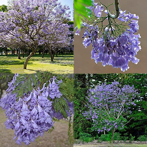 blauglockenbaum samen kaufen - baumsamen bio aussaat geschenke für hobbygärtner pflanzen züchten topfpflanzen pflanzen für draußen winterhart seed winterharte stauden mehrjährig 15 Stück