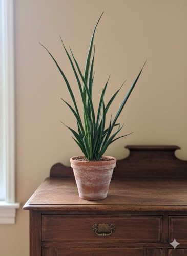 Sansevieria kirkii,Bogenhanf,pflegeleichte Zimmerpflanze,Pflanze ca.50cm hoch